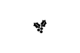 Holly Berry Stamp by Superior Stamp and Sign.